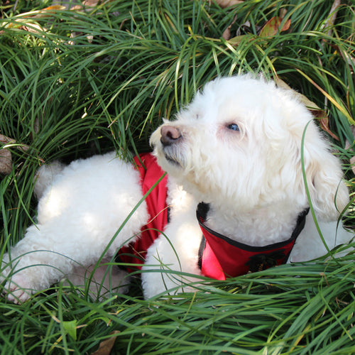 Anti dirty and anti wet clothes for pet's belly pocket